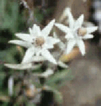 Edelweiss